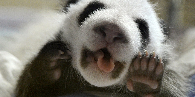 One of the newly born twins panda cubs grimaces in their incubator at the Madrid Zoo on October 8, 2010 in Madrid. The two panda cubs, born on September 7, 2010, are the first giant panda twins to be conceived using the artificial insemination method outside of China.    TOPSHOTS/AFP PHOTO/ DOMINIQUE FAGET