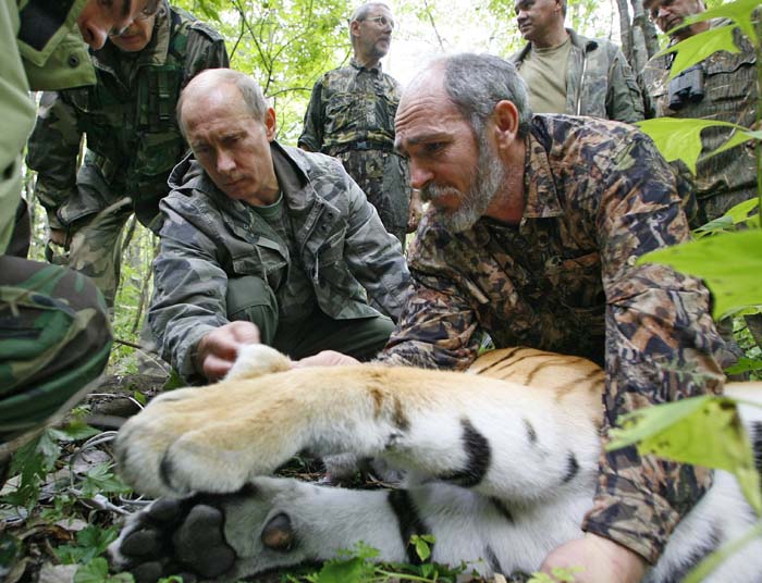 TO GO WITH AFP STY BY ANTOINE LAMBROSCHINI - This file picture taken on August 31, 2008, shows Russian Prime Minister Vladimir Putin (L), assisted by Russian scientist scientist Vyacheslav Razhanov, fixing a GPS-Argos satellite transmitter onto a tiger during his visit to the Ussuriysky forest reserve of the Russian Academy of Sciences in the Far Easts. In a meeting billed as the final political chance to secure the future of the tiger, Russia Sunday hosts an unprecedented summit of the last 13 states with populations of the fabled beast. The summit in Russia's second city of Saint Petersburg, hosted by Prime Minister and self-proclaimed animal lover Vladimir Putin, is aiming to double the number of tigers living in the wild by 2022. AFP PHOTO / RIA NOVOSTI / POOL / ALEXEY NIKOLSKY