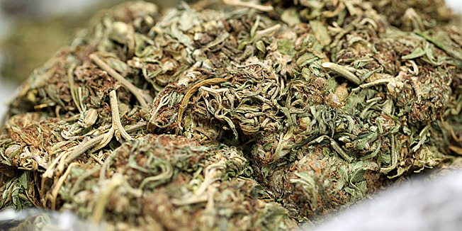 Cakovec, 010811.U policijskoj postaji Cakovec odrzana je izvanredna presica PU Medjimurske i PU Varazdinske na kojoj su prezentirani rezultati zapljene marihuane, u suradnji oboje policijske postaje.Zaplijenjeno je 1370 grama marihuane, pistolj s vecom kolicinom streljiva, puska, pet digitalnih vaga, petnaest mobitela i domaci novac.Na slici zapljenjena marihuana.Foto: Andrej Svoger / Cropix