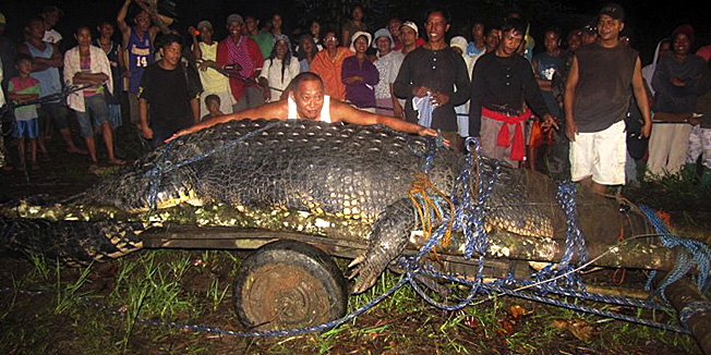 FILE - In this Sunday, Sept. 4, 2011 file photo, Bunawan Mayor Edwin Cox Elorde pretends to measure a huge crocodile which was captured by residents and crocodile farm staff along a creek in Bunawan in Bunawan town in Agusan del Sur province, southern Philippines. Guinness World Records has declared Sunday, July 1, 2012 that the huge crocodile blamed for deadly attacks is the largest in captivity in the world. Guinness spokeswoman Anne-Lise Rouse says the saltwater crocodile nicknamed 