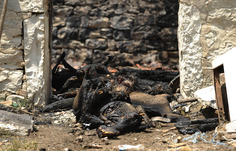 Kistanje, 070712.Obitelji Glasnovic iz Kistanja u petak je izgorjela stala sa 90 ovaca i koza.Prema policijskom izvjescu, do pozara je doslo zbog toplinske energije (vrucine). Janjevackoj obitelji Glasnovic uzgoj stoke bio je jedini izvor prihoda.Na slici: prizor na mjestu pozara.Foto: Niksa Stipanicev / CROPIX