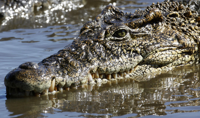A crocodile swims at a breeding center at 