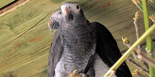 Slavonski Brod, 190410.Africke sive papige Zako u Drzavnom azilu za zasticene zivotinjske vrste u Ruscici, a koje je 26-godisnja Brodjanka pokusala prosvercati iz BiH u Hrvatsku. Otkrivena je u subotu oko 22 sata na Granicnom prijelazu Slavonski Brod.Foto: Zeljko Muzevic / CROPIX