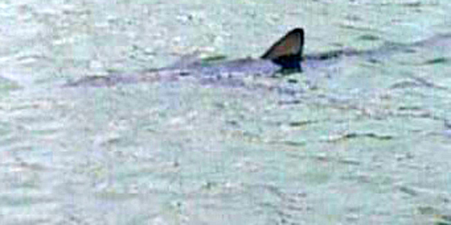 Dubrovnik, 130812.Morski pas je prema prici mjestana u Zuljanu stigao za trabakulom, a procjenjuje se da je dug oko dva metra i tezi oko 15 kilograma. Iznenadjujuce je, kazu mjestani Zuljane, kako je dosao i do tri metra od kraja, a kretao se izmesju barki.Foto: Tonci Plazibat / CROPIX