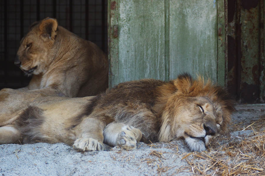 Zagreb, 250812.Zooloski vrt.Ni zivotinje, kao i ljudi, ne podnose najbolje velike ljetne vrucine. Dok su neke zaklon od sunca pronasle u hladu, druge su osvjezenje potrazile kupanjem u vodi.Na fotografiji: Lav.Foto: Marko Todorov / CROPIX
