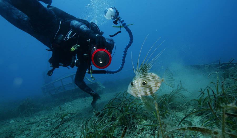 Primosten, 080912.Ronjenje na brodskoj olupini koja se nalazi na 24 metra dubine pored otocica Tmara nedaleko od Primostena.Na fotografiji: Ronilac Matko Vojkovic fotografira kovaca (lat. Zeus Faber) koji se pojavio pored olupineFoto: Bozidar Vukicevic / CROPIX Na slici:Foto: Bozidar Vukicevic / CROPIX