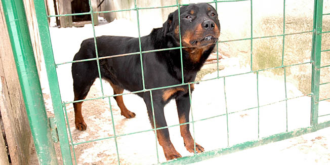 varazdin, 310105rotvajler koji je izgrizao djecaka karla kostaricafoto zeljko hajdinjak-crn-
