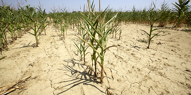 Osijek, 300712.Zbog suse u Slavoniji proglasena je elementarna nepogoda.Stete od suse se procjenjuju na 514 milijuna kuna, a najvece stete su na kulturama kukuruza, suncokreta,soje i secerne repe.Na fotografiji: Polje kukuruza.Foto: Vlado Kos / Cropix