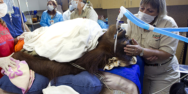 In this Sept. 5, 2012 photo, Jungle Island volunteer Linda Jacobs comforts Peanut, one of the orangutans from a private zoo, as a group of medical professionals gather over the medical table for R-CHOP therapy, a combination of drugs used in chemotherapy to treat her aggressive non-Hodgkin lymphoma in Miami. Human medical specialists are treading new ground in applying a standard chemotherapy regimen to treat cancer in an orangutan. Orangutans share about 96 percent of a humans genetic makeup, and Peanuts treatment plan is closer to that of what a human would receive for the same type of cancer, making this the first documented case of an orangutan being treated with this type of therapy (AP Photo/J Pat Carter)