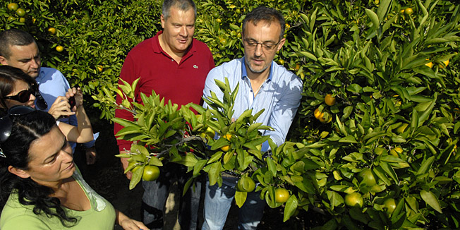 Metkovic, 290912.Ministar poljoprivrede Tihomir Jakovina posjetio je dolinu Neretve i tvrtku Agrofructus u Opuzenu, gdje je u tijeku berba mandarina. Ove jeseni ubrati ce se 60 tisuca tona ovog voca, od cega ce se vecina izvesti na trziste zemlja EU.Na fotografiji: ministar Jakovina i Stipe Gabric Jambo na plantazi Zeljke Palinic iz Opuzena. Ministar bere mandarine.Foto: Denis Jerkovic / Cropix