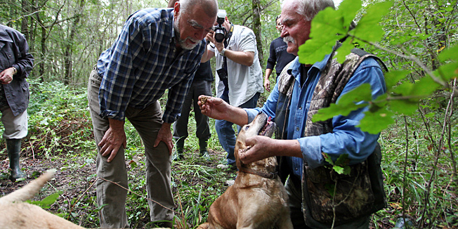 Livade,300912.U Livadama je zapocela manifestacija Dani Zigante Tartufa 2012. Manifestaciju su otvorili Stjepan Mesic i Giancarlo Zigante. Prije otvorenje manifestacije Stjepan Mesic je sa Adrianom Ziganteom i Robertom Marusicem (tartufar) bio u potrazi za tartufima po sumi u blizini Livada. Pod satorima odrzana je izlozba te promotivna prodaja bijelog tartufa. Na standovima mogli su se degustirati proizvodi od tartufa te nagradjena istarska vina. Prisutni posjetitelji mogli su uzivati u cooking show-u koji je izveo kuhar Modrusan. Na fotografiji: Stjepan Mesic i Robert Marusic.Foto: Srecko Niketic / CROPIX