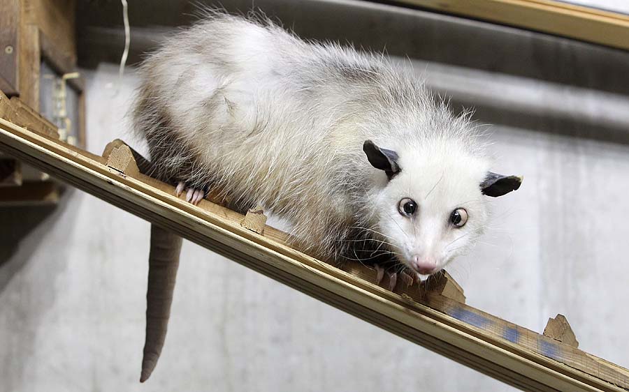 FILE - In this Dec. 15, 2010 file photo, a cross-eyed opossum (didelphis) called Heidi sits in her interim enclosure, in the zoo in Leipzig, Germany. Heidi the cross-eyed opossum is the latest creature to rocket from Germany's front pages to international recognition, capturing the world's imagination with her bright, black eyes turned toward her pointed pink nose. (AP Photo/dapd, Sebastian Willnow, File)