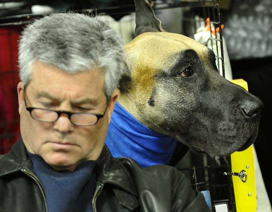 Ken Rodeman and Sebastian the Great Dane during the 135th Westminster Kennel Club Dog Show at Madison Square Garden in New York, February 15, 2011. The show, one of the most prestigious dog shows in the world, is being held on February 14-15. Over 2,000 dogs will be competing in this year's show which will also include six new breeds to the competition.  AFP  PHOTO / TIMOTHY A. CLARY