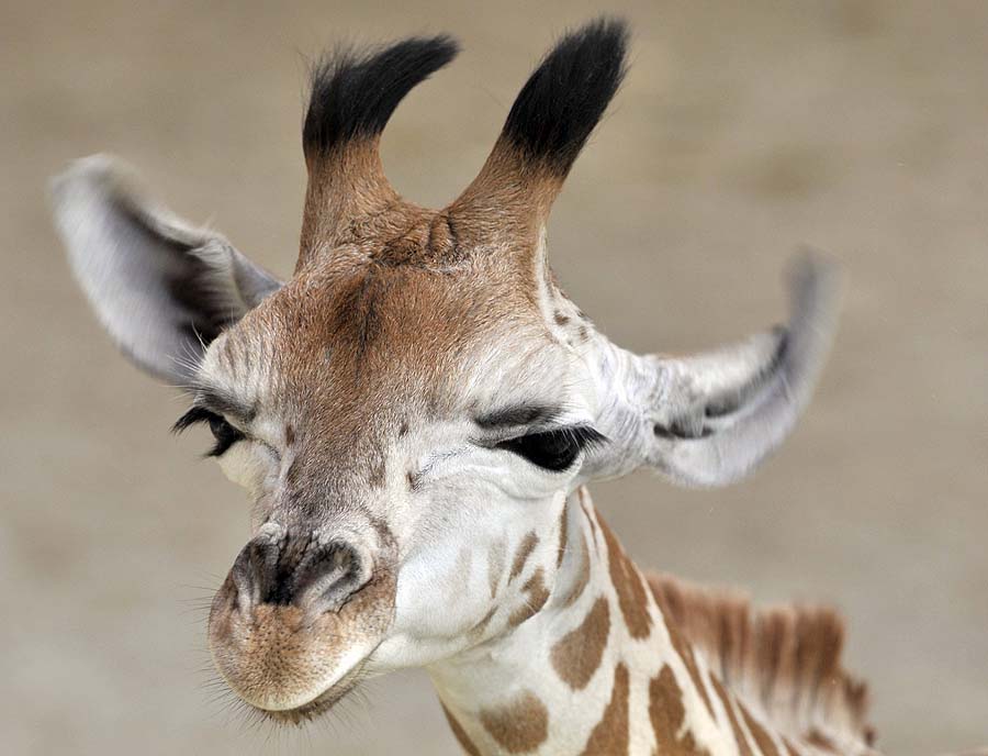 A baby giraffe shakes its head at the Opelzoo in Kronberg in the Taunus region, western Germany, on February 22, 2011. Two giraffe babies were born at the zoo in the year 2011.     AFP PHOTO    BORIS ROESSLER    GERMANY OUT