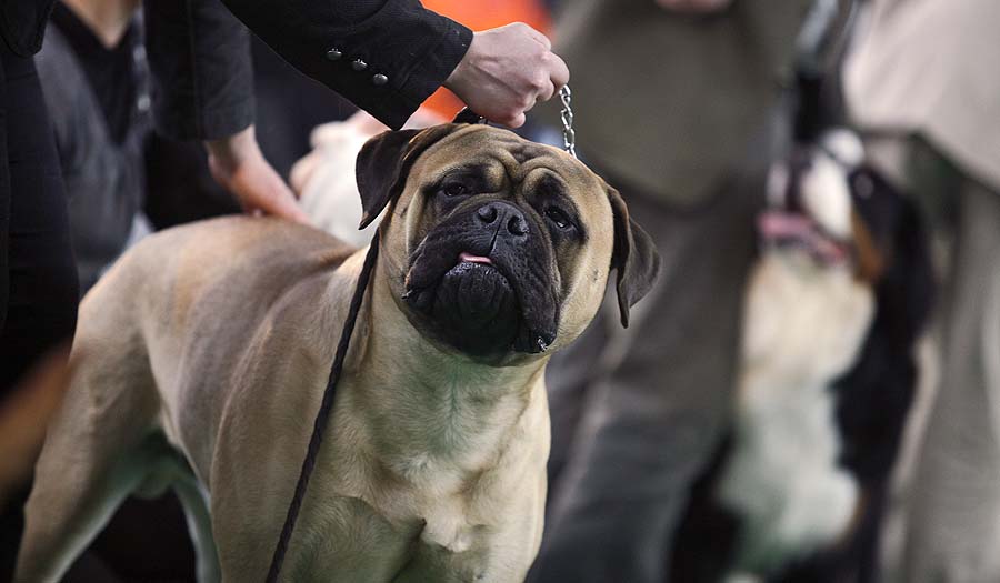 Zagreb,060311.Zagrebacki velesajam.CACIB - medjunarodna izlozba pasa. Na slici bulmastif.Foto: Nina Djurdjevic / CROPIX