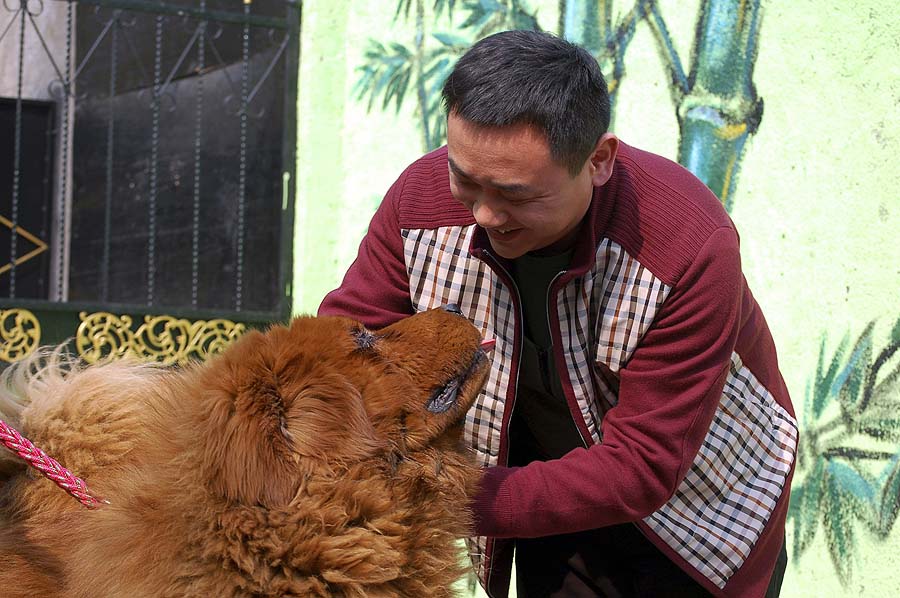 In this photo taken March 12, 2011, the new owner who only gave his surname as Yang of an 11-month-old red Tibetan mastiff Hong Dong gets to know his new pet at a private breeding base in Qingdao city in east China's Shandong province Saturday. Yang, a coal baron, bought the dog for 10 million yuan (US$ 1.52 million) making it the world's most expensive dog. (AP Photo) CHINA OUT