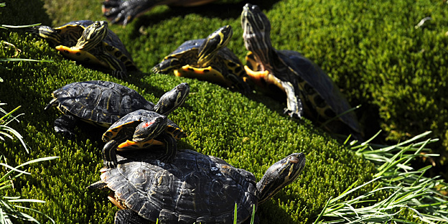 Sibenik, 310311.Kada su prije par godina djelatnici gradske tvrtke Zelenilo u fonatanu u parku kod Gospe van Grada stavili tri tropske kornjace nitko nije ni sanjao da ce to postati  jedna od gradskih atrakcija koja privlaci poglede svih a pogotovo djece i turista. Nakon leda i zime kad kornjace izadju na sunce svi znaju da je proljece doslo.Foto: Niksa Stipanicev / CROPIX