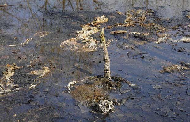 Zagreb, 020411.Ribolovni dom Savica, zivotinje i biljke nastanjene su na 12 jezera na Savici koja su oneciscena. U neposrednoj blizini jezera nalazi se i orjentoloska stanica koja se bavi zastitim zivotinja na tom podrucju. Na fotografiji: onecisceno jezero.Foto: Admir Buljubasic / CROPIX