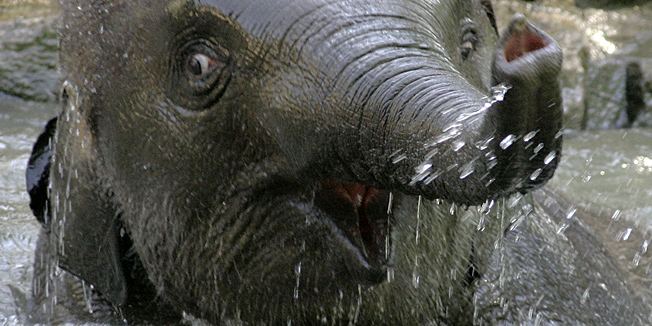 FILE - In this July 20, 2006 file picture Elephant 