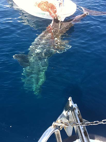 Zadar, 220411.Ribar s otoka Molata u svojoj mrezi je nasao velikog morskog psa, vjerojatno planktonasa, koji je tezak nekoliko tona. Zivotinja je uginula jer je se zapetljala u mrezu.Foto: MUP