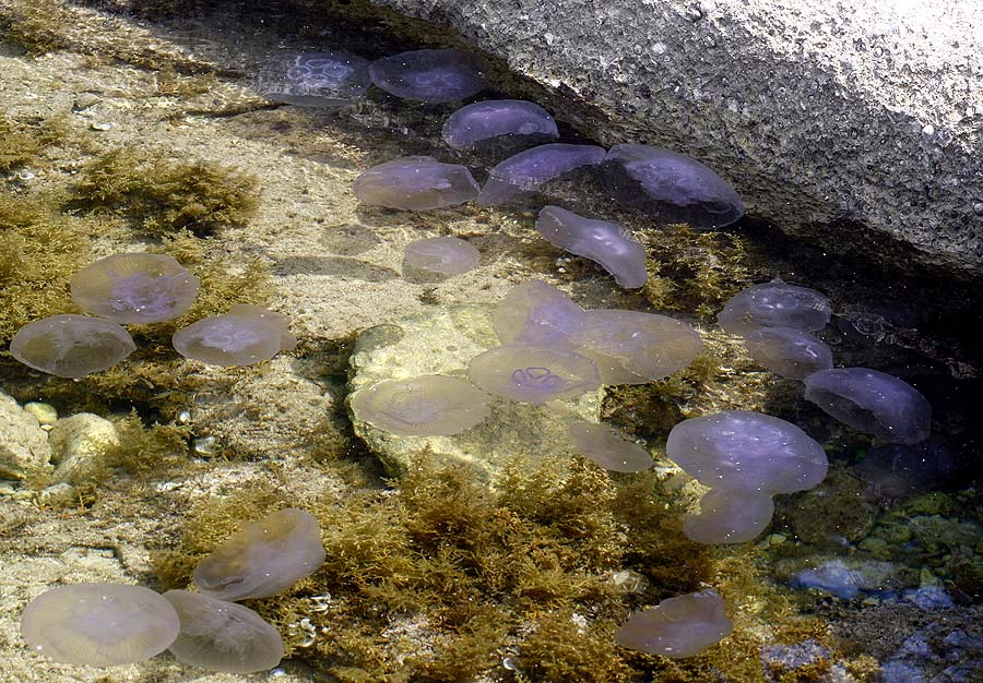 Pula, 240511.Najezda meduza u pulskoj uvali Valkane  po imenu 