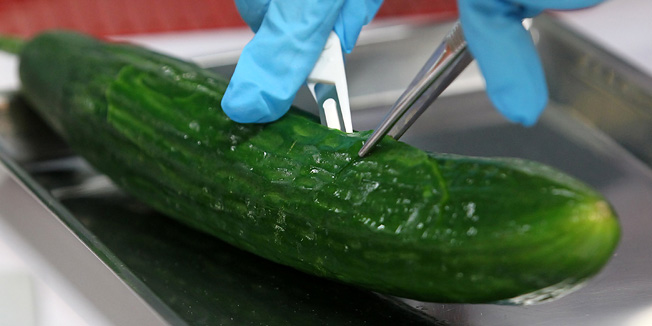 A biologist dissects a cucumber on May 30, 2011 at the regional office for agriculture, fishing and food security (LALLF) in Rostock, northeastern Germany. Germany called crisis talks over warnings that an outbreak of E. coli bacteria poisoning, which is believed to have already left 11 dead, was still spreading. Some two weeks after the outbreak was first reported in the north of the country, the number of people contaminated or suspected of having been poisoned by the potentially deadly enterohaemorrhagic E. coli (EHEC) has reached 1,200, according to media reports. Authorities had earlier said they had traced some bacteria on organic cucumbers imported from Spain, a measure which led many supermarkets and shops to remove all Spanish-grown vegetables from their shelves.    AFP PHOTO    BERND WUESTNECK    GERMANY OUT