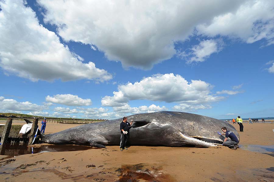 British Divers Marine Life Rescue volunteers stand  beside a Sperm whale, which died after it was washed up on Redcar beach in Cleveland, England Tuesday May 31, 2011. Firefighters used their jet to spray the mammal which was reported alive but partially submerged on the beach at Redcar  early Tuesday. AA Cleveland Fire Brigade spokesman said the whale died despite efforts to save it.   (AP Photo/Owen Humphreys/PA Wire)  UNITED KINGDOM OUT NO SALES NO ARCHIVE