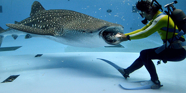 A diver feeds to a male whale shark 