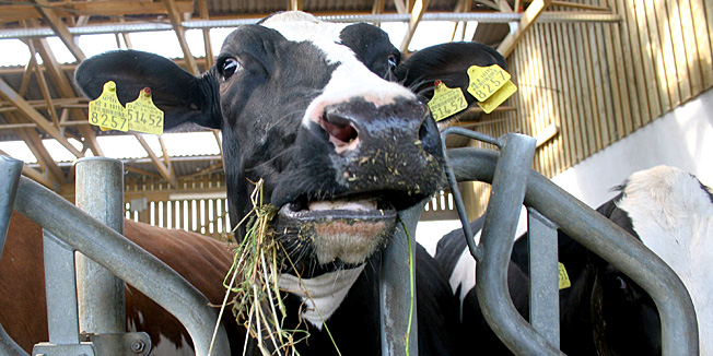 Donji Miholjac, 050609.Plan blokiranja drzavnih cesta, krave u staji.Foto: Marko Kovac / Cropix