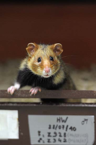 A picture taken on June 7, 2011 in Hunawihr, eastern France, in a breeding center dedicated to the reintroduction of the specimen, shows a Great Hamster of Alsace. France is failing in its duty to protect the Great Hamster of Alsace, a cute fur-ball facing extinction with fewer than 200 remaining, the advocate-general of Europe's top court said on June 7, 2011, after the European Commission brought the case, arguing that France has not applied European Union law covering protected species. AFP PHOTO/FREDERICK FLORIN