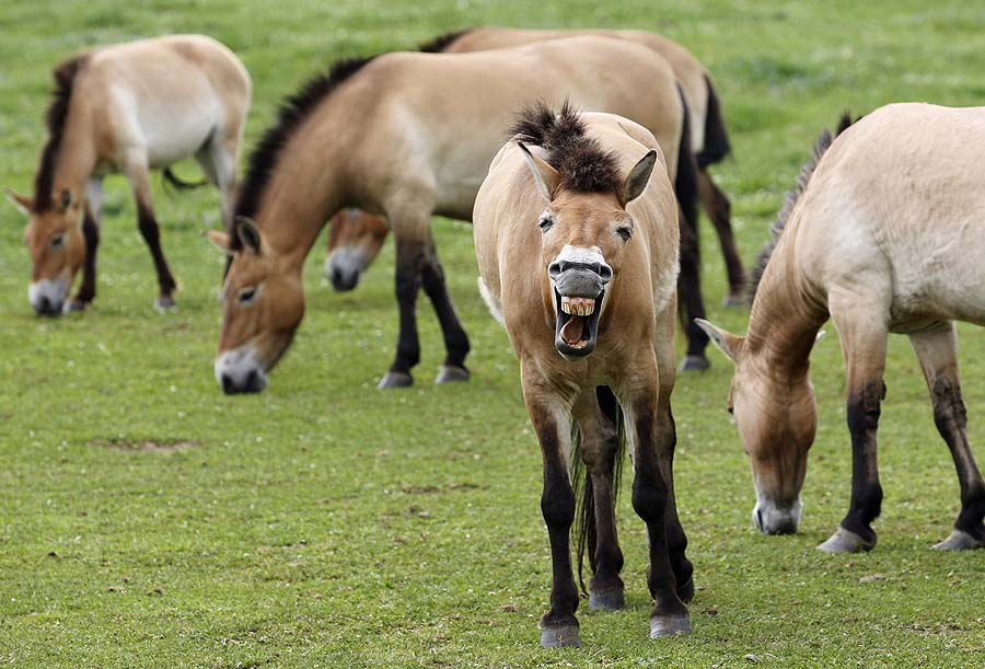 In this photo taken June 3, 2011, Przewalski horses are seen in the acclimatization station located in the small village of Dolni Dobrejov, some 100 kilometers (about 60 miles) south of Prague, Czech Republic. An army transport plane took off from a military airport in the Czech capital Tuesday, June 14, 2011 to take four rare wild horses to Mongolia as part of Prague Zoo efforts to reintroduce the endangered species of the Przewalski horse in its native habitat. (AP Photo/Petr David Josek)