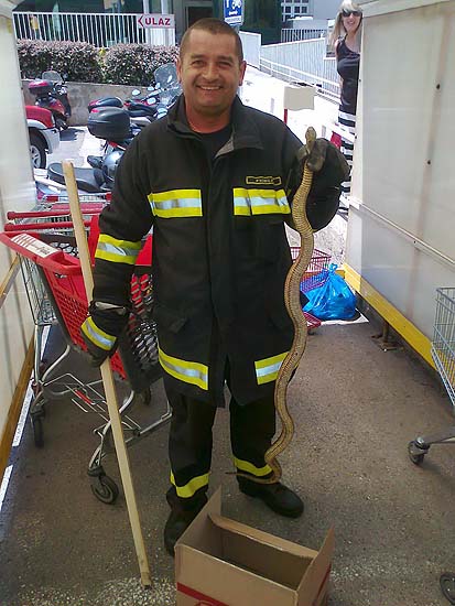 Dubrovnik, 170611.Na dojavu gradjana da se izmedju kolica za kupce na parkingu trgovackog centra Pemo nalazi se nepoznata zmija, izasli su Dubrovacki vatrogasci s jednim vozilom i dvojicom vatrogasca koji su utvrdili da je rijec o neotrovnoj zmiji dugoj oko 1,30 metra koju narod naziva kravosas. Zmija je uhvacena te u vreci odnesena na brdo Srdj gdje joj je prirodno stanistetekst Ahmet KalajdzicFoto: fotoarhiv Dubrovackih vatrogasaca / CROPIX