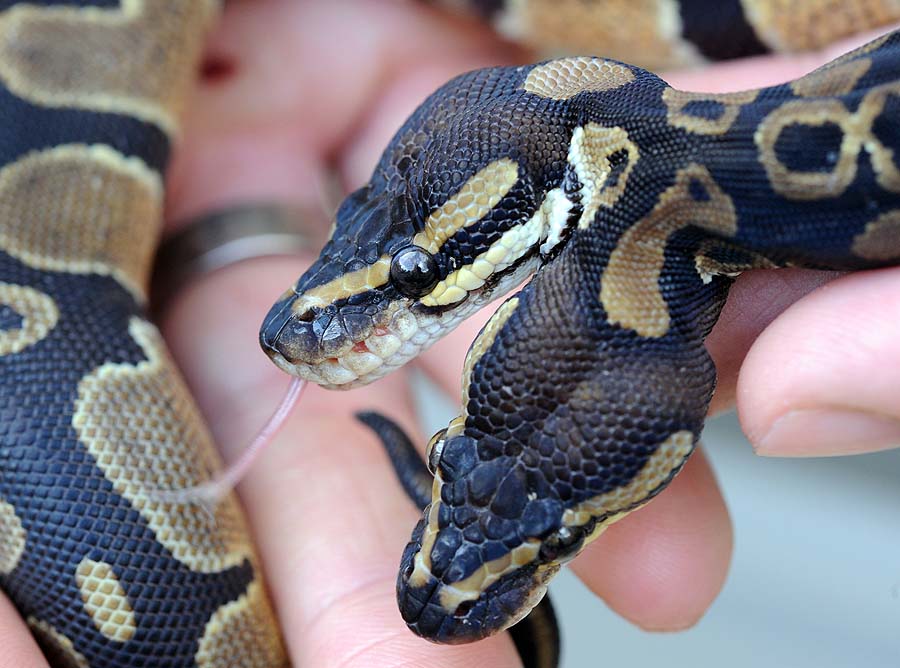 A python regius with two heads is being held on June 28, 2011 in Villingen-Schwenningen, southern Germany. The animal is a year old and has a length of circa 50 centimeters.     AFP PHOTO    RESTRICTED TO EDITORIAL USE     GERMANY OUT