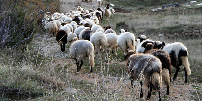 Pag, 071209.Paski ovcar Franci Sabalic na svom pasnjaku zatekao je talijanskog lovca s lovackim psom sto uzasava sve ovcare jer su ovce pred janjenjem, a lovacki psi ih tjeraju na bijeg sto im moze nanijeti veliku stetu. Na slici: Sabalicevo stado.Foto: Dijana Vuleta / EPEHA 