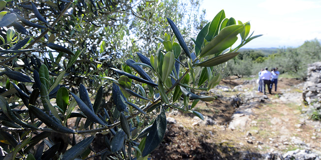 Dubrovnik, 080510.Maslinari iz Konavala i njihovi gosti danas su obisli konavoske maslinike i upoznali se s uzgojem maslina. Nakon obilaska gosti su mogli kusati maslinova ulja iz konavoskog kraja.-sd-Foto: Admir Buljubasic / CROPIX