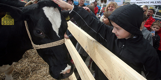 Zagreb, 290910.Povodom obiljezavnja Svjetskog dana skolskog mlijeka, Prijatelji zivotinja  imali su performans na Trgu Bana Jelacica kako bi ukazali na patnju krava i telica.Foto: Damjan Tadic / CROPIX