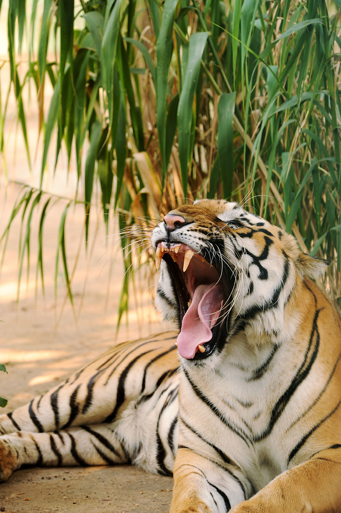 A five-year old Indian Bengal tiger yawns inside its enclosure at the Kamla Nehru Zoological Garden in Ahmedabad on December 4, 2009.  The zoo houses some 2,000 animals, ranging fom mammals to birds and reptiles, and receives some 2 million visitors every year. AFP PHOTO/ Sam PANTHAKY