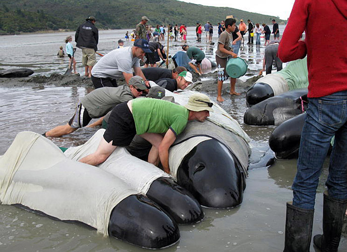 A handout photo released on December 28, 2009 by Project Jonah shows volunteers trying to refloat stranded pilot whales at Colville Bay on the Coromandel Peninsula on December 28, 2009.  Twenty-one pilot whales died and 42 were successfully refloated after stranding at the bay while another 105 whales died after beaching themselves on Farewell Spit, at the top of the South Island on December 26.  NO ARCHIVING RESTRICTED TO EDITORIAL USE  AFP PHOTO / PROJECT JONAH / Alex SIMPSON