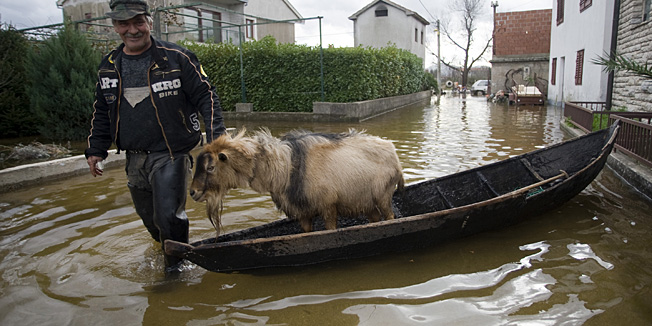 Metkovic, 021210.Poplava u opcini Metkovic proglaseno je izvanredno stanje zbog poplave koju je prouzrocio visok vodostaj rijeke Neretve. Poplavljeno je vise od 200 kuca.Na slici: Miljenko Jelcic Grof i jarac Gringo.Foto: Tom Dubravec / CROPIX