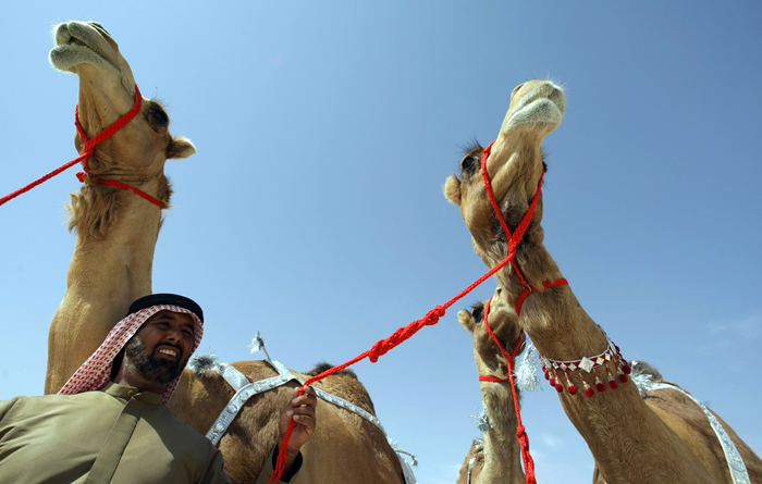 TOPSHOTSA man holds the ropes of a camel during the Mazayin Dhafra Camel Festival on the outskirts of Abu Dhabi on February 2, 2010. The festival, which includes participants from around the Gulf region, includes a camel beauty contest, a display of UAE handcrafts and other activities aimed at promoting the country's folklore. AFP PHOTO/KARIM SAHIB