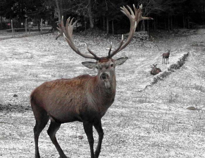 Delnice, 241108.Snijeg koji je poceo padati prije podne je na podrucju Gorskog kotara dosegnuo visinu od 10 do 15 centimetara. Snijeg ne predstavlja problem divljaci koja se nalazi u  