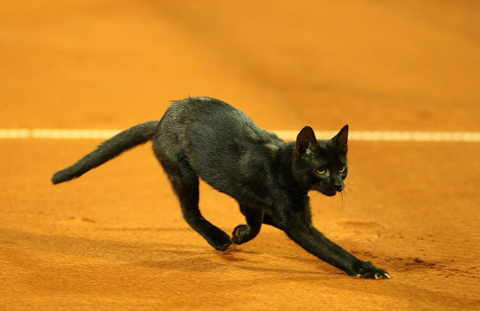 Umag, 270709.U Umagu se od 27.07.-02.08. odrzava teniski turnir ATP Studena Croatia Open.Iako je sluzbeni pocetak turnira bio jucer, prvi mecevi se zbog jucerasnjeg Dana zalosti igraju tek danas.Ivan Dodig igrao je protiv Pabla Cuevasa (URU).Na slici: za vrijeme meca crna macka je utrcala na teren.Foto: Neja Markicevic / Cropix