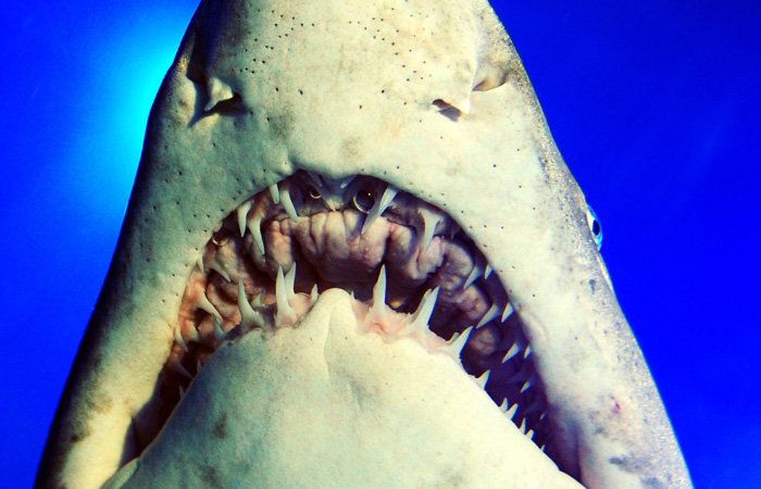 (FILES) A picture taken on October 21, 2009 shows a shark swimming at the Turkuazoo, Turkey's first ever giant aquarium, in Istanbul. Four rapidly dwindling shark species prized in Asia for fins and in Europe for meat will be swimming against the current at a UN wildlife trade meet, days after an attempt to protect tuna was crushed. Starting March 21, 2010, the 175-nation Convention on the International Trade in Endangered Species (CITES), will consider separate proposals that would require cross-border trade in these open-water predators be tracked and reported. AFP PHOTO / MUSTAFA OZER