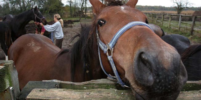 slavonski brod 301205Ivana i Ivan Jerkovic sa svojim konjima. u prvom planu pastuh Sezam.foto: Danijel Soldo-pok-