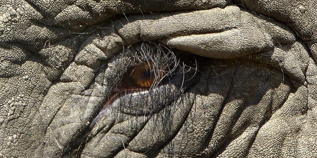 The eye and skin of a circus elephant is photographed  in the sun in Berlin, Wednesday, April 7, 2010. Sunny weather is forecast for the German capital in the next days.(AP Photo/Markus Schreiber)