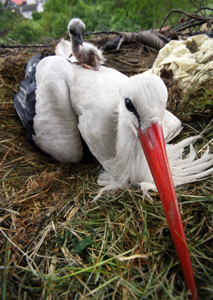 Slavonski Brod 160510Klepetan u isti dan vec osam godina dolazi u posjet svojoj Malenoj,rodi koja zbog slomljenog krila ne moze letjeti.Nasla je dom na kruvu obiteljske kuce Stjepana Vokica koji se brine o njoj tijekom cijele godine.Malena je donijela na svijet tri male rode koje ce skupa s njihovim ocem u jesen otici na jug a ona ce ponovo cekati slijedece proljece da joj Klepetan opet dodje. Na slici roda Malena s tri male rode.Foto: Danijel Soldo / CROPIX
