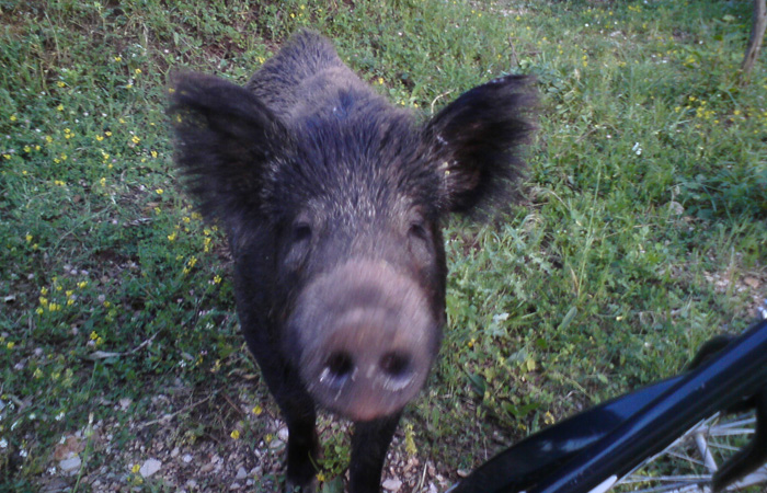 Dubrovnik, 160510.U mjestu Loviste na Peljescu, mjestanima veliku stetu nanose divlje svinje, koje su za potrebe lovista uzgojili tamnisnji lovci. Divlje svinje u potrazi za hranom ulaze u samo srediste naselja, traze hranu na okucnicama i ruju polja sa krompirom, nanoseci veliku stetu mjestanima. Mjestani strahuju od napada divljih svinja na djecu i domace zivotinje , te traze odgovornije ponasanje clanova lokalne lovacke udruge.Foto: CROPIX