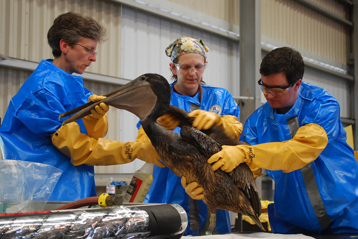 Heather Neville of Tristate Bird Rescue and Research rinses off an oiled brown pelican which was captured on a barrier island off the fragile Louisiana coast on Tuesday, May 4, 2010 at a triage center in Fort Jackson, Louisiana. It is just the second oiled bird to be brought to the center, which could fill beyond capacity if a massive oil slick reaches shore. An estimated 2.5 million gallons of crude have streamed into the sea since a BP-leased platform spectacularly sank in the Gulf of Mexico on April 22 and tens of thousands of birds are at risk. AFP PHOTO/BY MIRA OBERMAN
