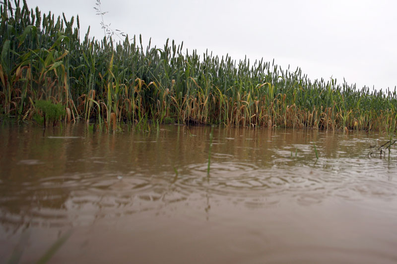 Vinkovci, 310510.Istok slavonije od sinoc neprestano pada kisa, zasad nije donijela vece probleme gradjanima.Na fotografiji voda bi mogla unistiti usjeve na poljima.Foto: Damir Glibusic / CROPIX