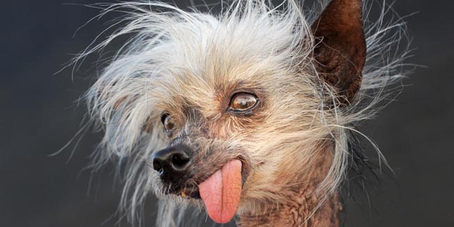 FILE - In this June 26, 2009 file photo, Miss Ellie celebrates her win in the 